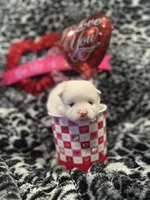 Will, a male Pomsky for sale in Oak Harbor, WA – Photo 3 of 6