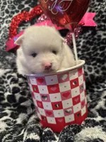 Will, a male Pomsky for sale in Oak Harbor, WA – Photo 6 of 6