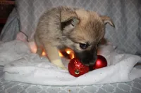 Marigold, a female Pomsky for sale in Oak Harbor, WA – Photo 7 of 8