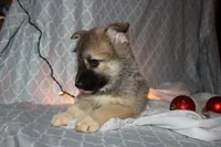 Marigold, a female Pomsky for sale in Oak Harbor, WA – Photo 8 of 8