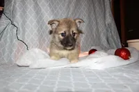 Marigold, a female Pomsky for sale in Oak Harbor, WA – Photo 1 of 8