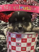 Dustin, a male Pomsky for sale in Oak Harbor, WA – Photo 1 of 6