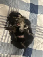 Dustin, a male Pomsky for sale in Oak Harbor, WA – Photo 2 of 6