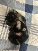 Dustin, a male Pomsky for sale in Oak Harbor, WA – Photo 3 of 6