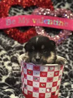 Dustin, a male Pomsky for sale in Oak Harbor, WA – Photo 4 of 6