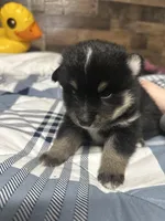 Dustin, a male Pomsky for sale in Oak Harbor, WA – Photo 5 of 6
