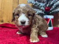 processed/49634e56-874b-4a18-8b58-d4f8f5fdc711/listing/80d5edf2-8fac-4850-8710-e17b4ad5b319/2eff906e-3edd-4d72-981b-4aa81430e1d0