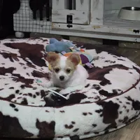 White boy, a male Chihuahua for sale in Joppa, AL – 2 of 9