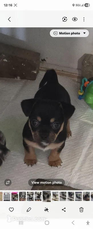 Tri color – French Bulldog, Chihuahua puppy for sale in Joppa, AL
