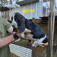 Girl#4, a female Basset Hound for sale in Joppa, AL – 4 of 6