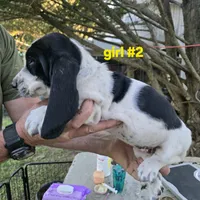 Girl #2, a female Basset Hound for sale in Joppa, AL – 3 of 5