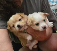 White boy, a male Chihuahua for sale in Joppa, AL – 3 of 10