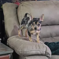 Capri, a female French Bulldog and Chihuahua for sale in Joppa, AL – 2 of 5
