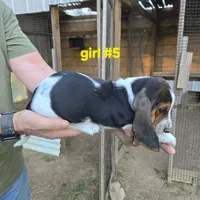 Girl#5, a female Basset Hound for sale in Joppa, AL – 5 of 7