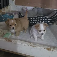 White boy, a male Chihuahua for sale in Joppa, AL – 5 of 9