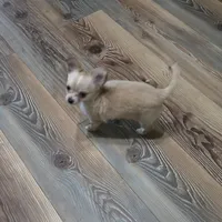 Little girl, a female Chihuahua for sale in Joppa, AL – 3 of 5