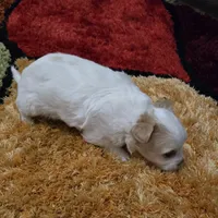 White boy, a male Chihuahua for sale in Joppa, AL – 2 of 10