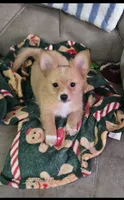 Cornflake, a male Chihuahua for sale in Joppa, AL – 2 of 6