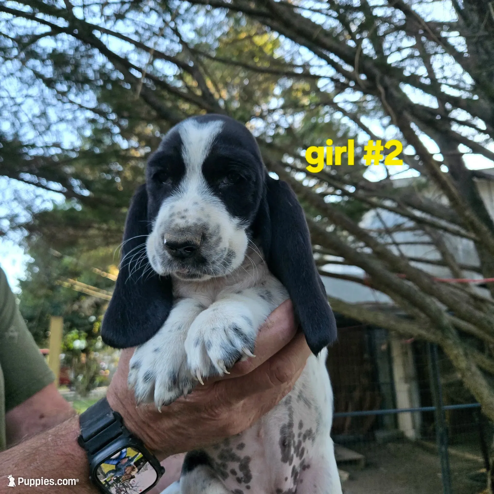 Girl #2, a female Basset Hound for sale in Joppa, AL – 1 of 5