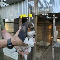Girl #6, a female Basset Hound for sale in Joppa, AL – 2 of 8