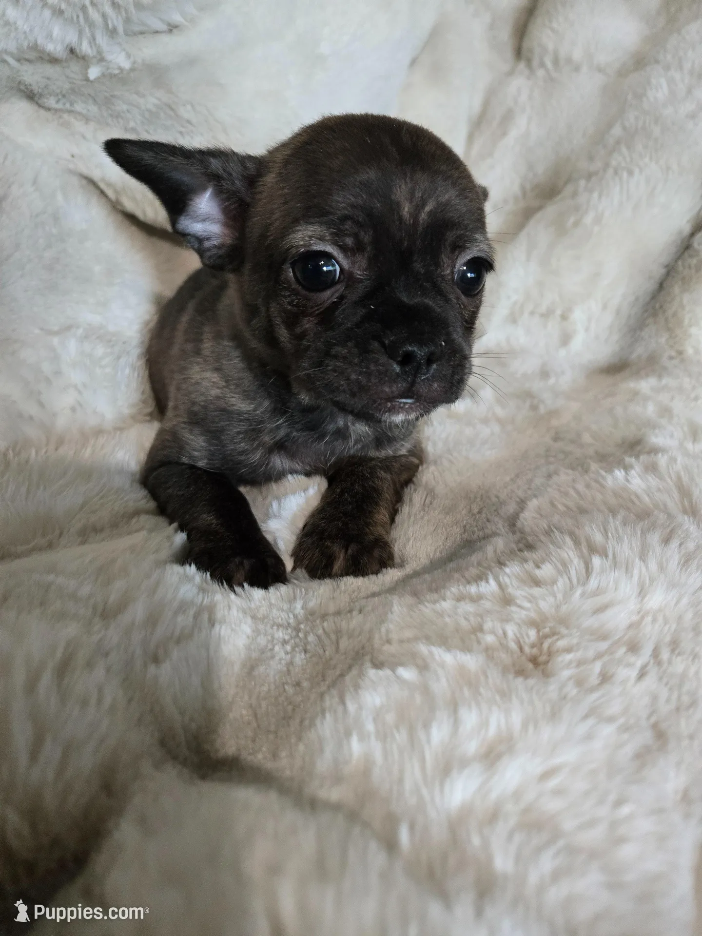 Brindle boy, a male French Bulldog and Chihuahua for sale in Joppa, AL – Photo 2 of 8