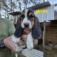 Girl #3, a female Basset Hound for sale in Joppa, AL – 5 of 5