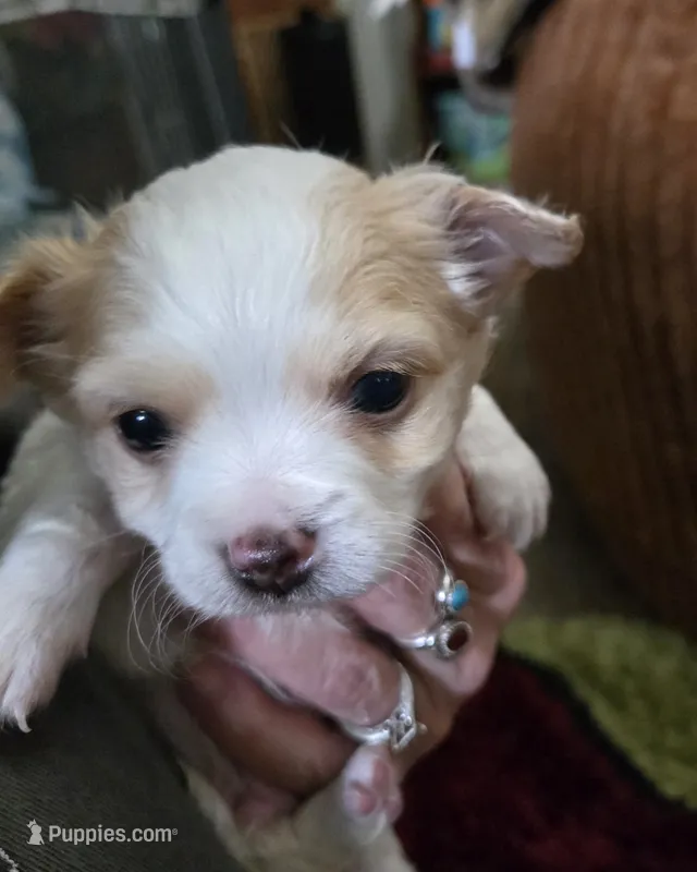 White boy – Chihuahua puppy for sale in Joppa, AL