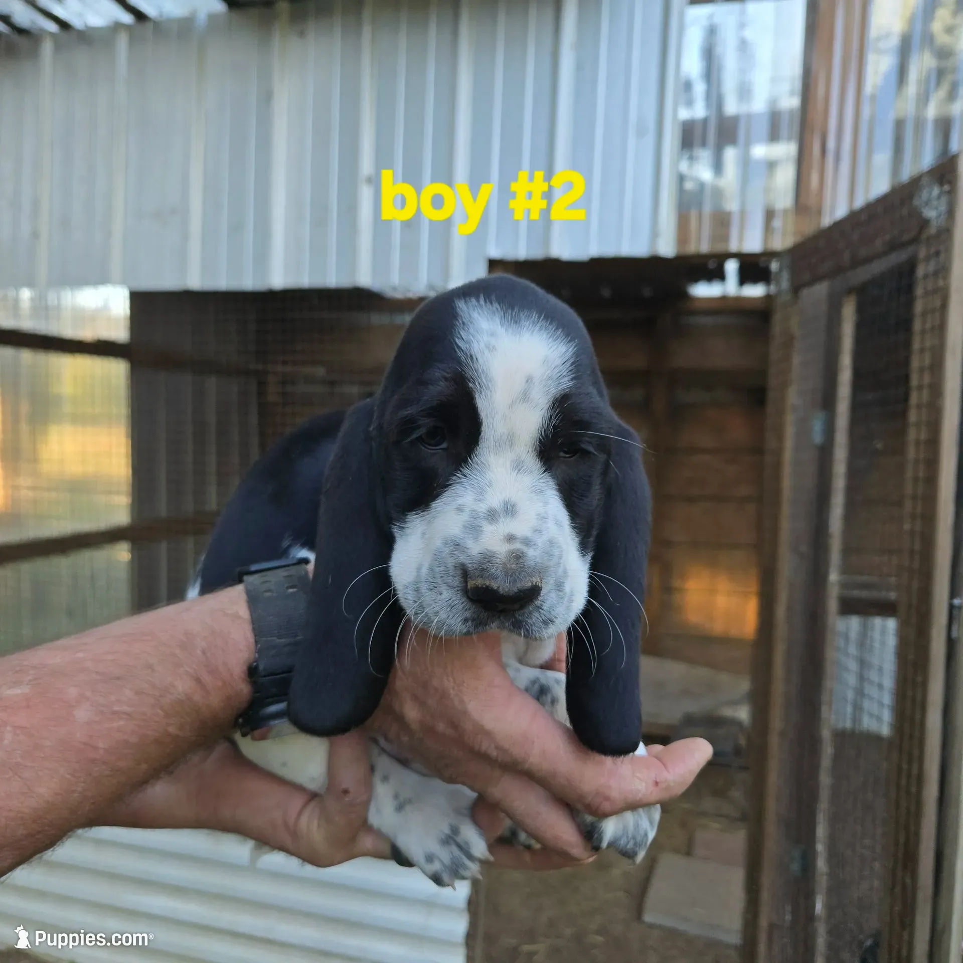 Boy #2, a male Basset Hound for sale in Joppa, AL – 1 of 7