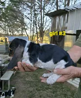 Girl #3, a female Basset Hound for sale in Joppa, AL – 2 of 5