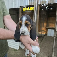 Girl#5, a female Basset Hound for sale in Joppa, AL – 3 of 7
