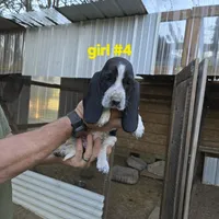 Girl#4, a female Basset Hound for sale in Joppa, AL – 3 of 6