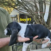 Boy #1, a male Basset Hound for sale in Joppa, AL – 5 of 5