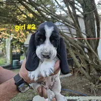 Girl #2, a female Basset Hound for sale in Joppa, AL – 5 of 5