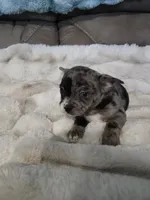 1 Blue Eye, a male French Bulldog and Chihuahua for sale in Joppa, AL – Photo 6 of 9