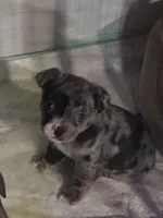 1 Blue Eye, a male French Bulldog and Chihuahua for sale in Joppa, AL – Photo 9 of 9