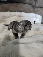 1 Blue Eye, a male French Bulldog and Chihuahua for sale in Joppa, AL – Photo 7 of 9