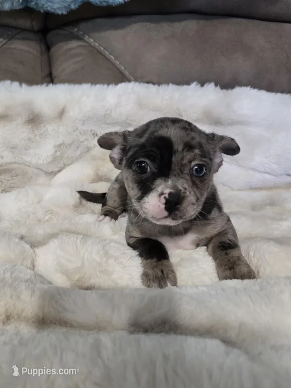 1 Blue Eye, a male French Bulldog and Chihuahua for sale in Joppa, AL – Photo 1 of 9