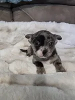 1 Blue Eye, a male French Bulldog and Chihuahua for sale in Joppa, AL – Photo 1 of 9