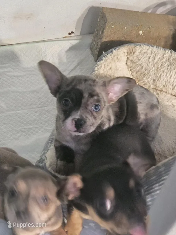 1 Blue Eye – French Bulldog, Chihuahua puppy for sale in Joppa, AL