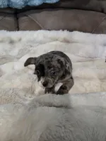 1 Blue Eye, a male French Bulldog and Chihuahua for sale in Joppa, AL – Photo 4 of 9