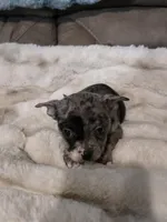 1 Blue Eye, a male French Bulldog and Chihuahua for sale in Joppa, AL – Photo 5 of 9