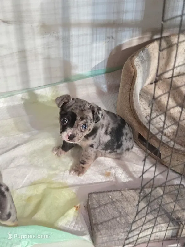 1 Blue Eye – French Bulldog, Chihuahua puppy for sale in Joppa, AL