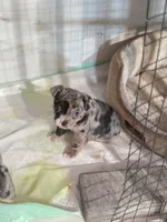 1 Blue Eye, a male French Bulldog and Chihuahua for sale in Joppa, AL – Photo 8 of 9