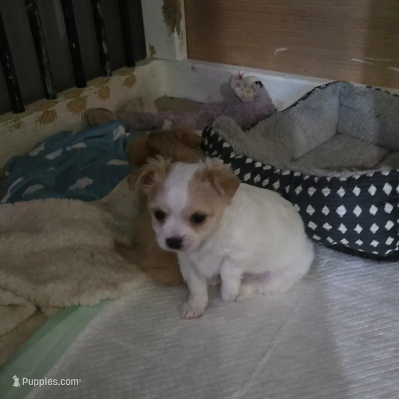 White boy – Chihuahua puppy for sale in Joppa, AL