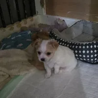 White boy, a male Chihuahua for sale in Joppa, AL – 1 of 9