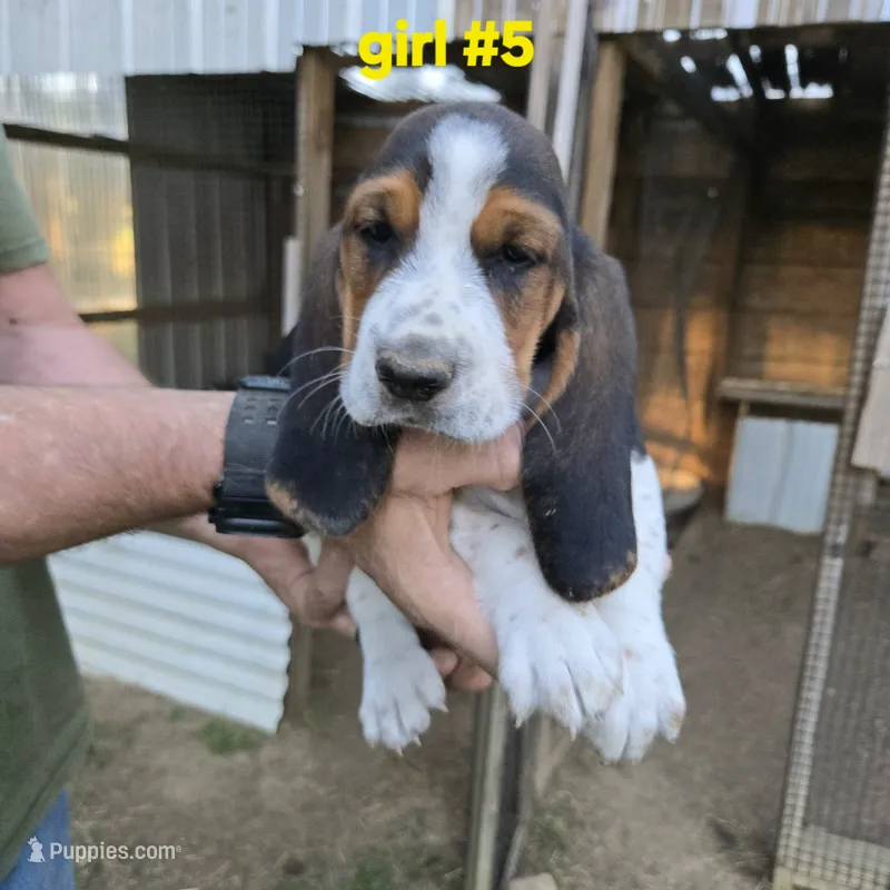 Girl#5, a female Basset Hound for sale in Joppa, AL – 1 of 7