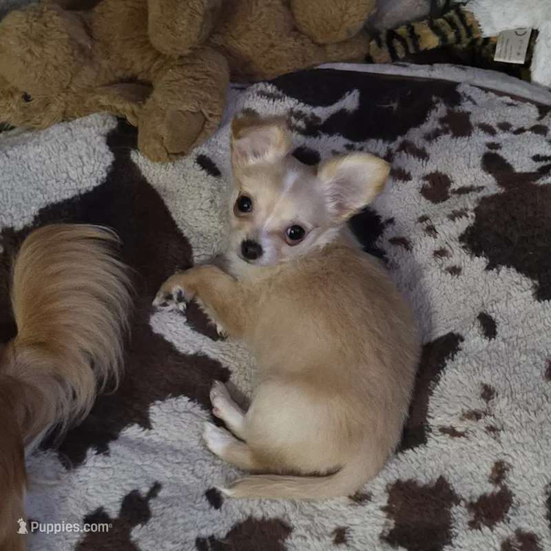 Little girl – Chihuahua puppy on hold in Joppa, AL