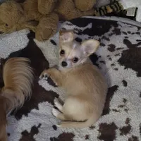 Little girl, a female Chihuahua for sale in Joppa, AL – 1 of 5