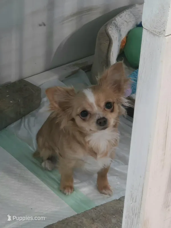 Sugar, a female Chihuahua for sale in Joppa, AL – Photo 1 of 3