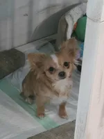 Sugar, a female Chihuahua for sale in Joppa, AL – Photo 1 of 3